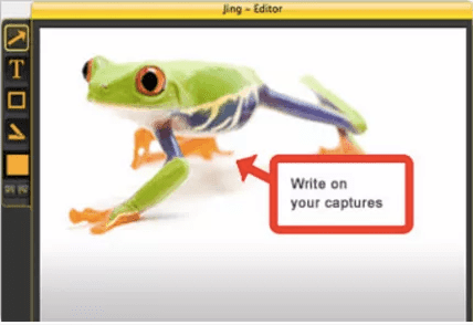 jing frog